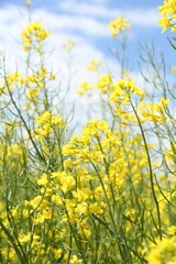 Obraz premium Beautiful rapeseed flowers blooming under blue sky, closeup