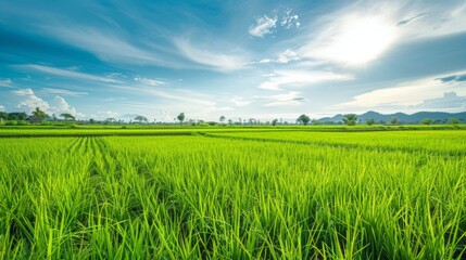 Obraz premium Lush Green Paddy Fields Under Clear Blue Sky for Agricultural Marketing