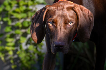 portrait of a dog