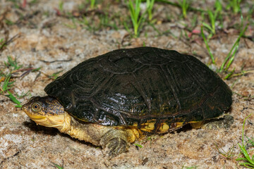 A cute marsh terrapin (Pelomedusa subrufa), also known as the African helmeted turtle, the crocodile turtle, or the African side-necked turtle
