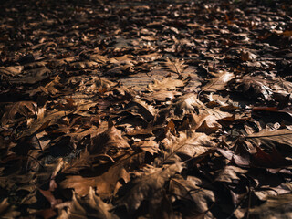 Autumn leaves on the ground
