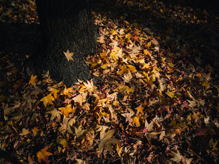 Autumn leaves on the ground