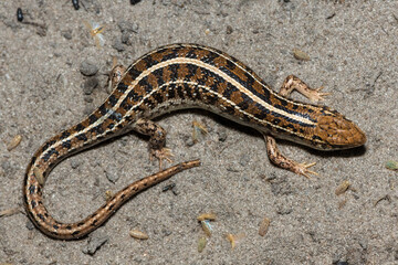 A beautiful Cape Skink (Trachylepis capensis) found in the Liuwa Plains National Park in Zambia, confirming its existence in the area
