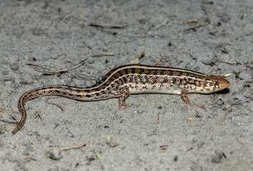 A beautiful Cape Skink (Trachylepis capensis) found in the Liuwa Plains National Park in Zambia, confirming its existence in the area