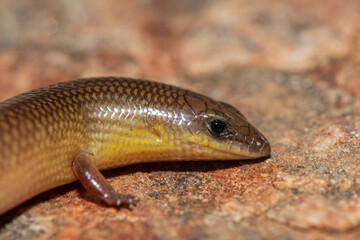 A cute Sundevall's Writhing Skink (Mochlus sundevallii), also known as Peters' eyelid skink, or Peters' writhing skink, photographed on a rock in the wild