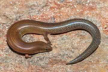 A cute Sundevall's Writhing Skink (Mochlus sundevallii), also known as Peters' eyelid skink, or Peters' writhing skink, photographed on a rock in the wild