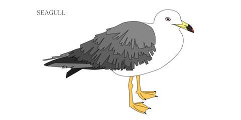 갈매기(새+조류+동물)