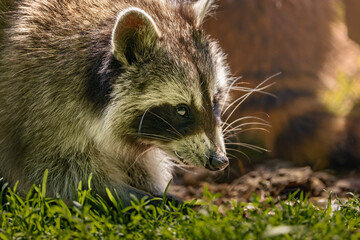 Close-up of a raccoon on a grass