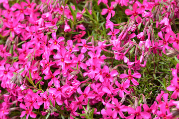 Obraz premium 庭のピンクの芝桜