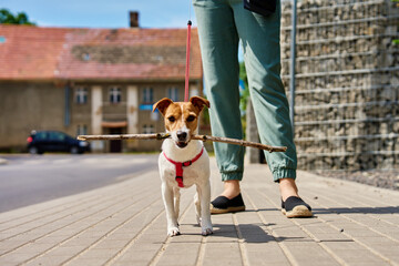 Dog walker and Jack Russell dog enjoy sunny day out on sidewalk, dog carrying stick in its mouth....