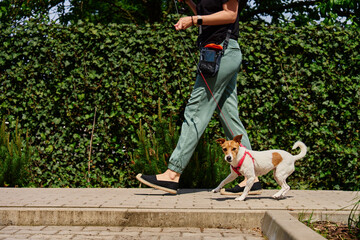 Dog pulling leash while walking on sunny day. Woman leads her pet at leash at sidewalk. Bad behavior of dog during a walk