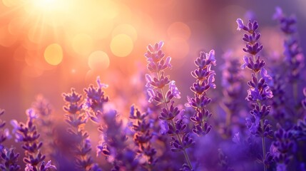 Sunlit field of lavender, serene and bright, natural beauty, copy space