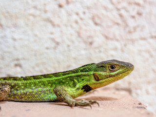 Side macro photography of a Duméril's whorltail iguana, immobile in the clay floor of a farmhouse in the eastern Andean mountains of central Colombia.