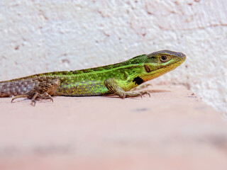 Side macro photography of a Duméril's whorltail iguana, immobile in the clay floor of a farmhouse in the eastern Andean mountains of central Colombia.