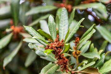 Flora en la Corujera, Tenerife.