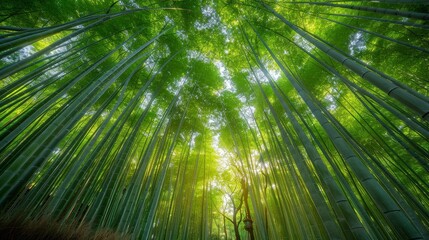 Fototapeta premium Majestic view of towering bamboo forest with sunlight filtering through the leaves, creating a serene and peaceful atmosphere.