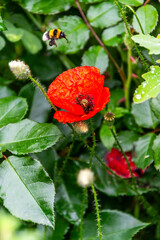 Flora en la Corujera, Tenerife.