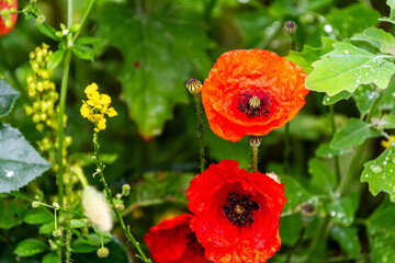 Obraz premium Flora en la Corujera, Tenerife.