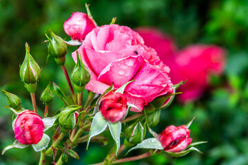 Flora con gotas de agua en la Corujera, Tenerife.