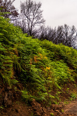Paisaje en La Corujera en la isla de Tenerife.