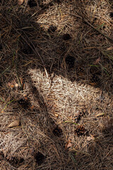 Pine cones and needles on the ground looking from above.