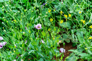 Vegetación en la Corujera, Tenerife.
