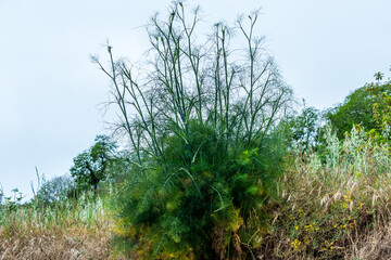 Fototapeta premium Vegetación en la Corujera, Tenerife.