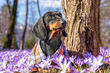 Portrait of cute dachshund dog in plaid shirt in spring park on meadow of blooming lilac crocus...