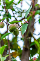 Fruta en los árboles, Tenerife.