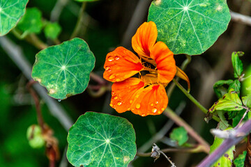 Flora con gotas de agua en la Corujera, Tenerife.