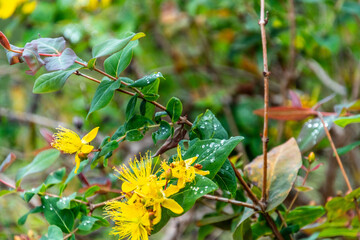 Flora con gotas de agua en la Corujera, Tenerife.