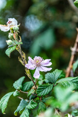 plantas, la corujera, santa úrsula, tenerife, canarias, españa, naturaleza, verde, aire libre, caminata, monte, sendero, silvestre, agua, gotas, flores