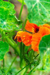 Flora con gotas de agua en la Corujera, Tenerife.