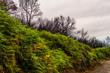 Paisaje en La Corujera en la isla de Tenerife.