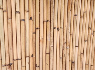 Bamboo image, bamboo month, bamboo, simple natural image, simple image