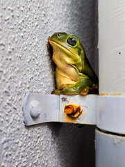 An Australian green tree frog is perched between a pipe and a white textured wall.