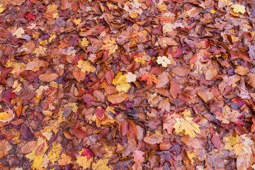 many maple leaves and fall leaves covering the entire ground in New England