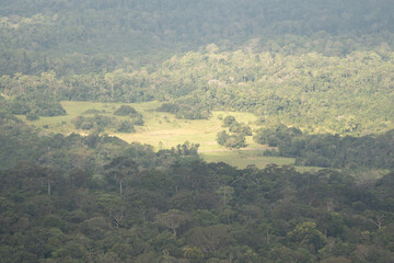 Trees in Khao Yai National Park