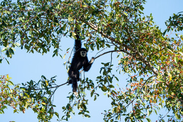 Obraz premium Black gibbons come to eat fruit in Khao Yai National Park