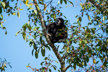 Black gibbons come to eat fruit in Khao Yai National Park