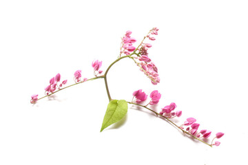 Pwgchmpo ivy solid foundation with a pink flower heads. I found the white The roots of the vine and bring to boil drinking water. Sedative effect Helps to relax The drugs help sleep 