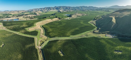 Grape vineyards in Seddon, Marlborough, New Zealand.