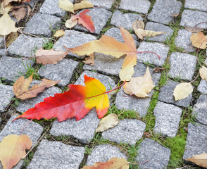 Yellow and red leaf on paving stones