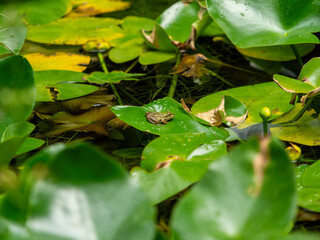 池の浮き草に乗るトノサマガエル