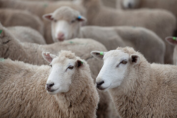 Sheep in paddock Tasmania