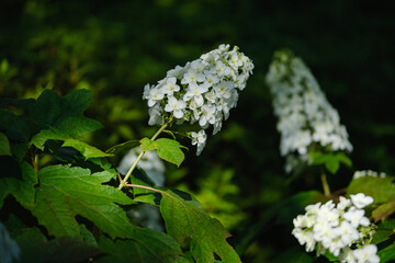 カシワバアジサイ