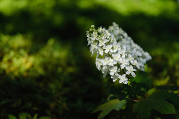 カシワバアジサイ