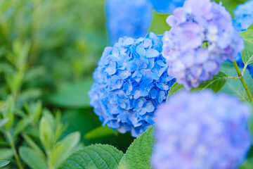 初夏に咲く紫陽花