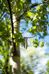 Fototapeta premium Poplar fluffy seeds on the branches.