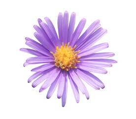 Closeup small single purple flowers isolated on transparent background.